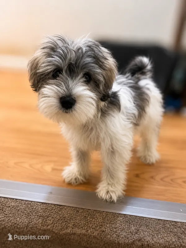AJ *Weekend Special * – Miniature Schnauzer puppy for sale in Spotsylvania Courthouse, VA