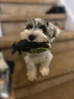 Teddy , a male Miniature Schnauzer for sale in Spotsylvania Courthouse, VA – 5 of 5