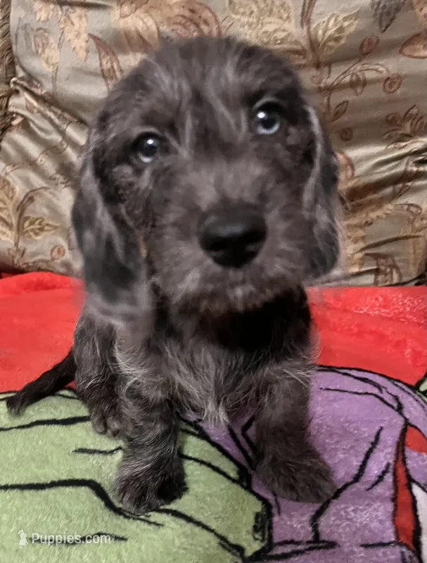 Jules- Wirehair, a male Miniature Dachshund for sale in Fredericksburg, VA – Photo 1 of 3
