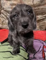 Jules- Wirehair, a male Miniature Dachshund for sale in Fredericksburg, VA – Photo 1 of 3