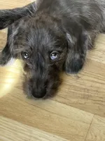 Jules- Wirehair, a male Miniature Dachshund for sale in Fredericksburg, VA – Photo 2 of 3