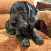 Jules- Wirehair, a male Miniature Dachshund for sale in Fredericksburg, VA – Photo 3 of 3