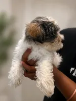 AJ *Weekend Special*, a male Miniature Schnauzer for sale in Spotsylvania Courthouse, VA – 3 of 7
