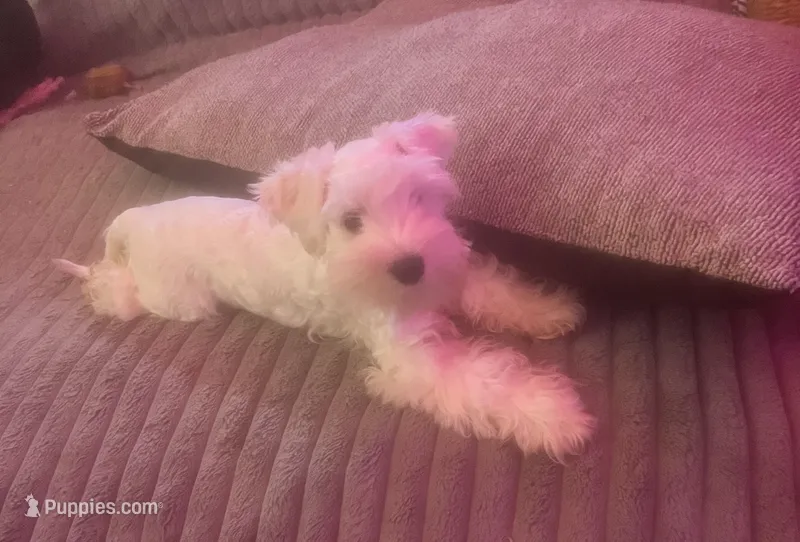 Sir Champ Jr – Miniature Schnauzer puppy for sale in Spotsylvania Courthouse, VA