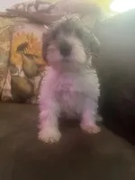 AJ *Weekend Special*, a male Miniature Schnauzer for sale in Spotsylvania Courthouse, VA – 7 of 7