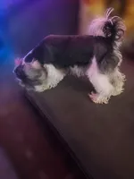 Teddy , a male Miniature Schnauzer for sale in Spotsylvania Courthouse, VA – 4 of 5