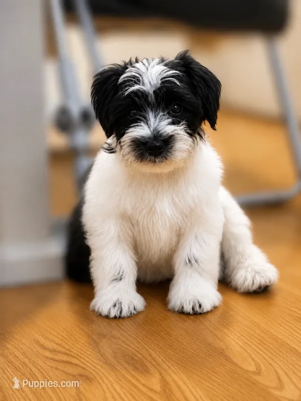 MJ *Weekend Special * – Miniature Schnauzer puppy for sale in Spotsylvania Courthouse, VA