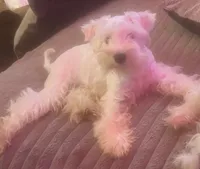Sir Champ Jr, a male Miniature Schnauzer for sale in Spotsylvania Courthouse, VA – 7 of 8