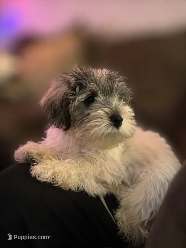 AJ *Weekend Special * – Miniature Schnauzer puppy for sale in Spotsylvania Courthouse, VA