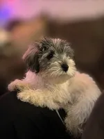 AJ, a male Miniature Schnauzer for sale in Spotsylvania Courthouse, VA – 1 of 8
