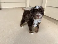 Rosie, a female Miniature Aussiedoodle for sale in Fate, TX – 2 of 7
