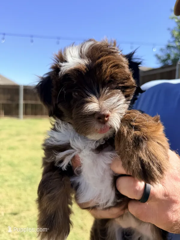 Rosie – Miniature Aussiedoodle puppy for sale in Fate, TX