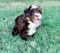 Rosie, a female Miniature Aussiedoodle for sale in Fate, TX – 7 of 7