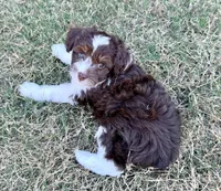 Millie, a female Miniature Aussiedoodle for sale in Fate, TX – Photo 3 of 3
