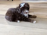 Rosie, a female Miniature Aussiedoodle for sale in Fate, TX – 5 of 7