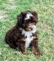 Rosie, a female Miniature Aussiedoodle for sale in Fate, TX – 4 of 7