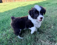 Tootsie , a female Miniature Aussiedoodle for sale in Fate, TX – 2 of 4