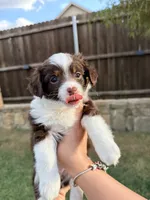 Tootsie , a female Miniature Aussiedoodle for sale in Fate, TX – 4 of 4