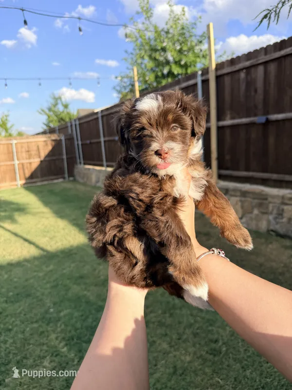 Rosie – Miniature Aussiedoodle puppy for sale in Fate, TX