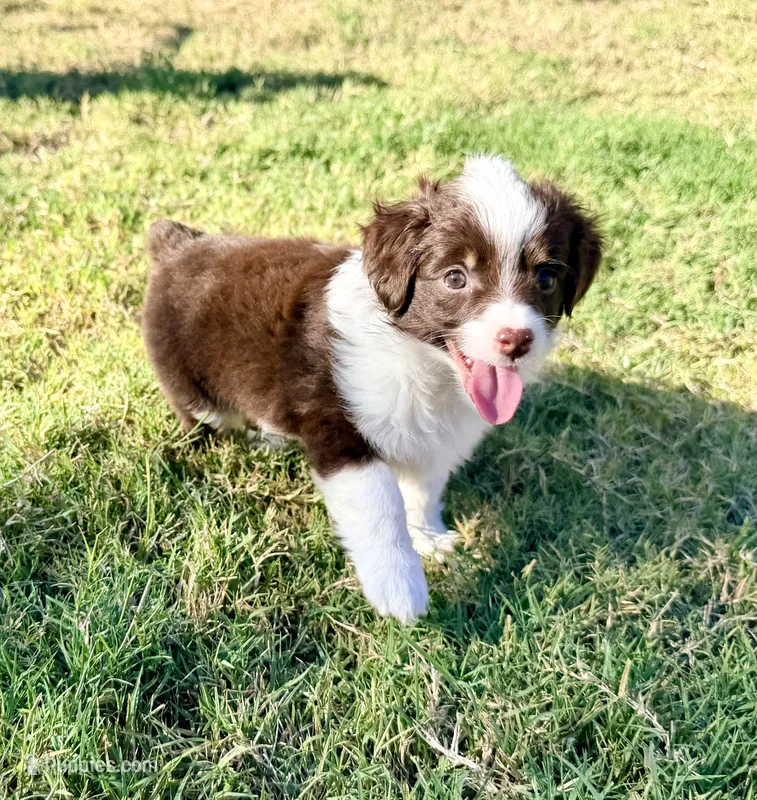 Tootsie  – Miniature Aussiedoodle puppy for sale in Fate, TX
