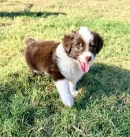 Tootsie , a female Miniature Aussiedoodle for sale in Fate, TX – 1 of 4