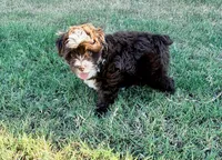 Rosie, a female Miniature Aussiedoodle for sale in Fate, TX – 3 of 7