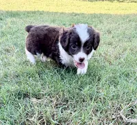 Tootsie , a female Miniature Aussiedoodle for sale in Fate, TX – 3 of 4