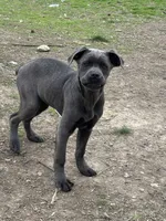 Blue, a male Cane Corso for sale in Dayton, OH – Photo 3 of 3