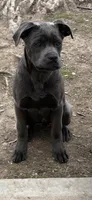 Blue, a male Cane Corso for sale in Dayton, OH – Photo 2 of 3