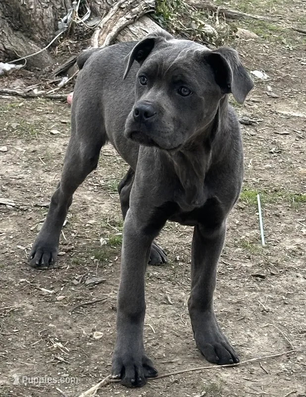 Blue – Cane Corso puppy for sale in Dayton, OH