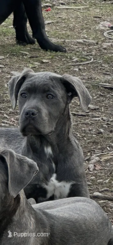 Brindle  white  male – Cane Corso puppy for sale in Dayton, OH