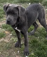 Brindle  white  male, a male Cane Corso for sale in Dayton, OH – Photo 2 of 2