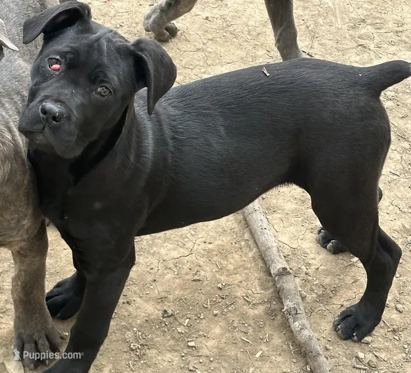 Red – Cane Corso puppy for sale in Dayton, OH