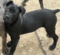 Red, a female Cane Corso for sale in Dayton, OH – Photo 1 of 2