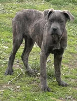 Gray/white, a male Cane Corso for sale in Dayton, OH – Photo 2 of 2