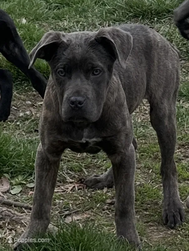 Gray/white – Cane Corso puppy for sale in Dayton, OH