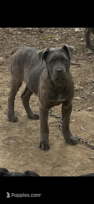 Brindle boy 1 – Cane Corso puppy for sale in Dayton, OH