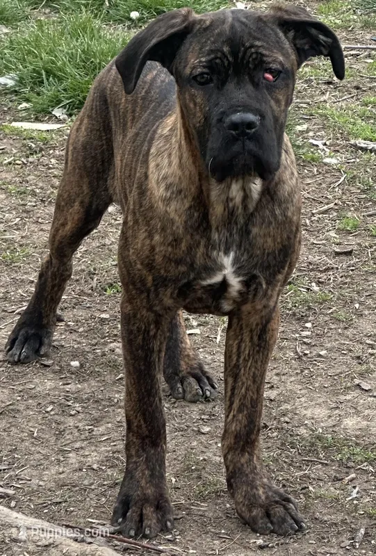 Brindle – Cane Corso puppy for sale in Dayton, OH
