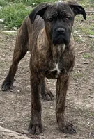 Brindle, a female Cane Corso for sale in Dayton, OH – Photo 1 of 2