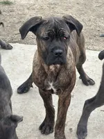 Brindle, a female Cane Corso for sale in Dayton, OH – Photo 2 of 2