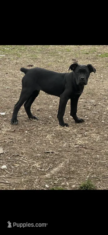 Black Boy – Cane Corso puppy for sale in Dayton, OH