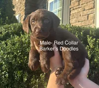 Red Collar , a male Labrador Retriever for sale in Lexington, NC – 1 of 1