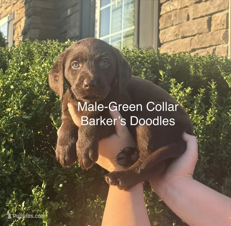 Green Collar  – Labrador Retriever puppy for sale in Lexington, NC