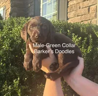 Green Collar , a male Labrador Retriever for sale in Lexington, NC – 1 of 1