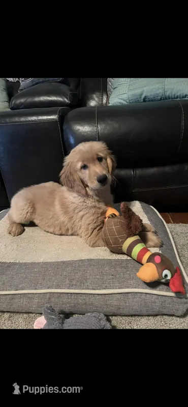 Hunter, a male Golden Retriever for sale in Rockford, IL – Photo 1 of 8