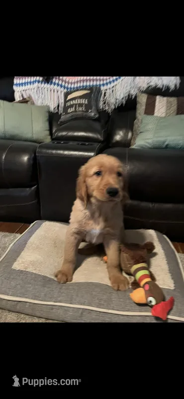 Remmy, a male Golden Retriever for sale in Rockford, IL – Photo 1 of 8