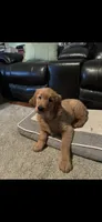 Red, a male Golden Retriever for sale in Rockford, IL – Photo 3 of 7