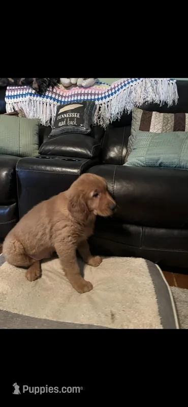 Red, a male Golden Retriever for sale in Rockford, IL – Photo 1 of 7
