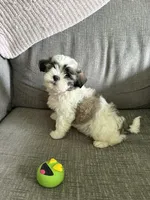 Ziggy, a male Maltese and Shih Tzu for sale in Bartlesville, OK – 3 of 4