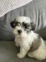Ziggy, a male Maltese and Shih Tzu for sale in Bartlesville, OK – 1 of 4